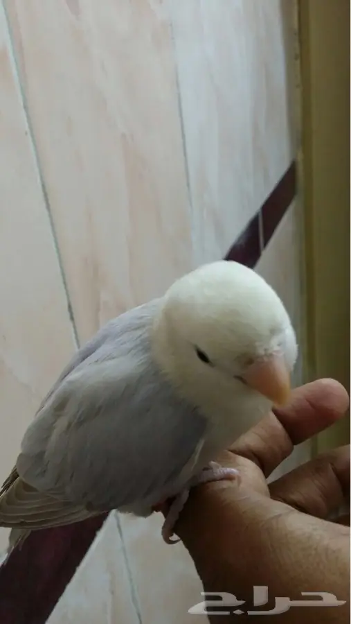 مكه - طير روز اوبلاين (image 7)