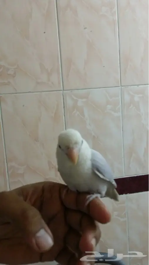 مكه - طير روز اوبلاين (image 6)