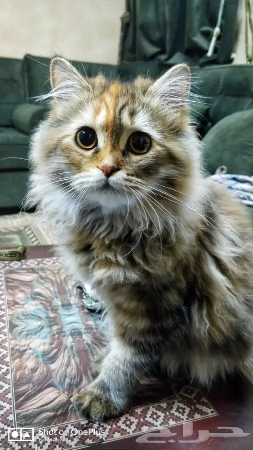  قطط حيوانات شيرازية مون فيس (image 2)