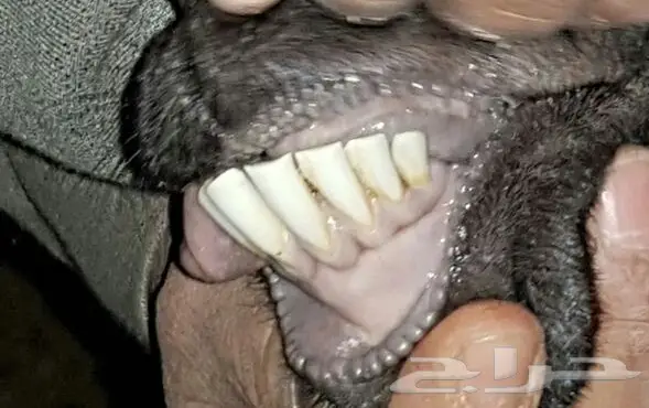 عنزين تحتها جفرتين (image 3)