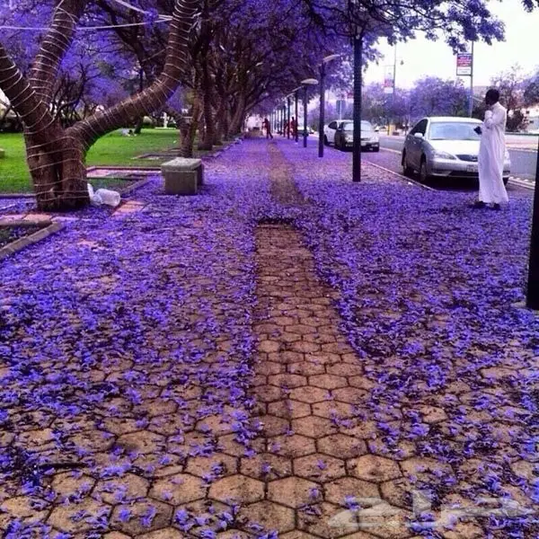 بذور شجرة الجاكراندا