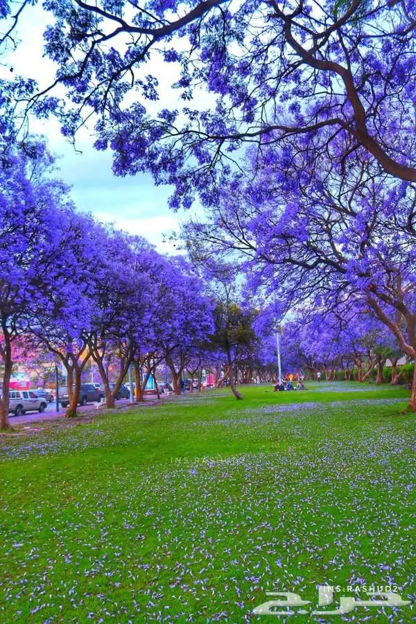 بذور شجرة الجاكراندا (image 2)