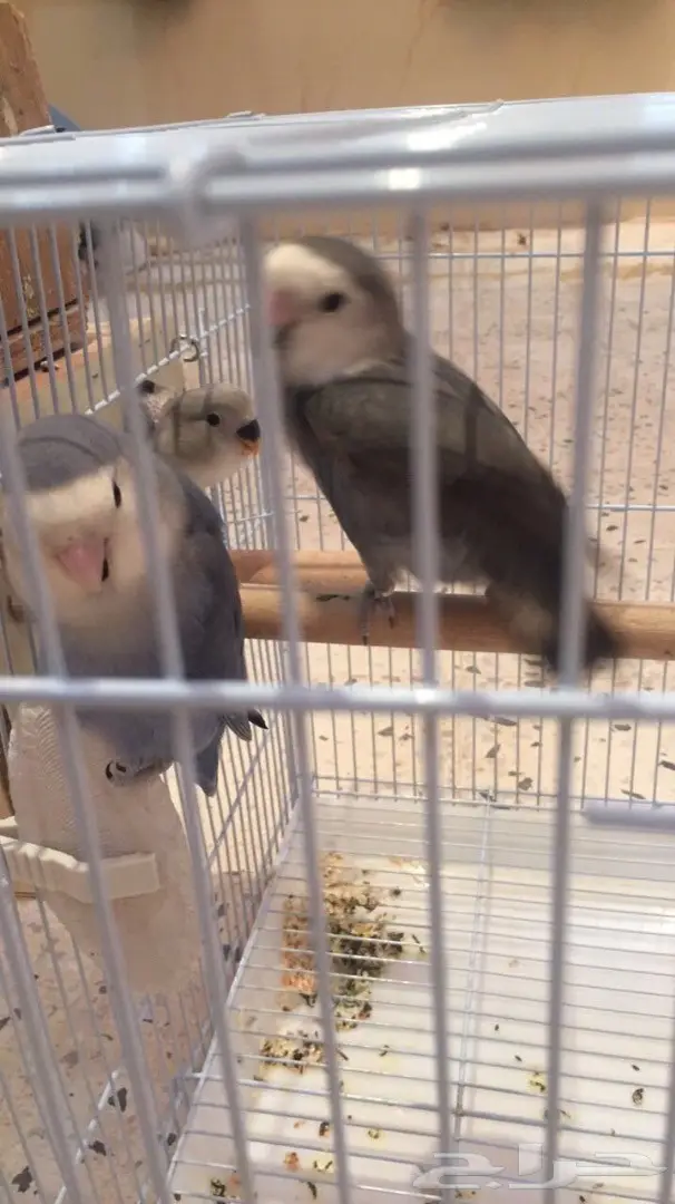 جوز روز بفروخه للنتاج 