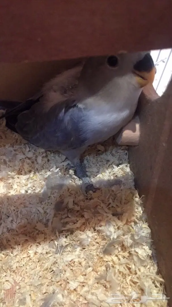 جوز روز بفروخه للنتاج  (image 1)