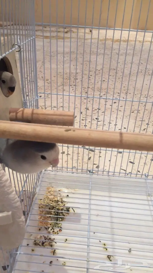 جوز روز بفروخه للنتاج  (image 2)