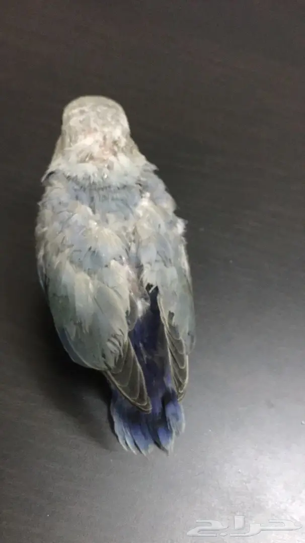 فرخين روز غر  (image 1)