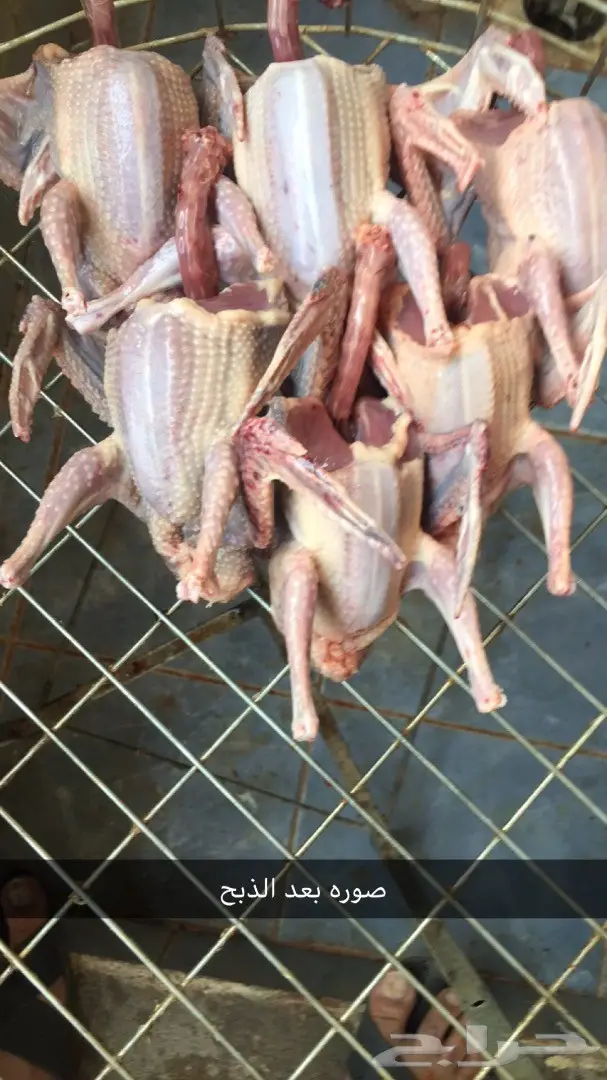 فراخة حمام زاجل (image 2)