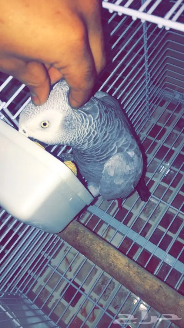 كاسكو للبيع 