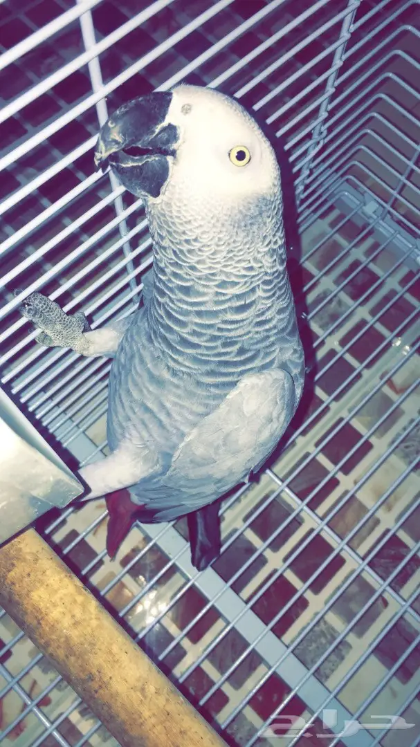 طير كاسكو نيجيري صيد - فرصة لا تُفوّت! (image 1)