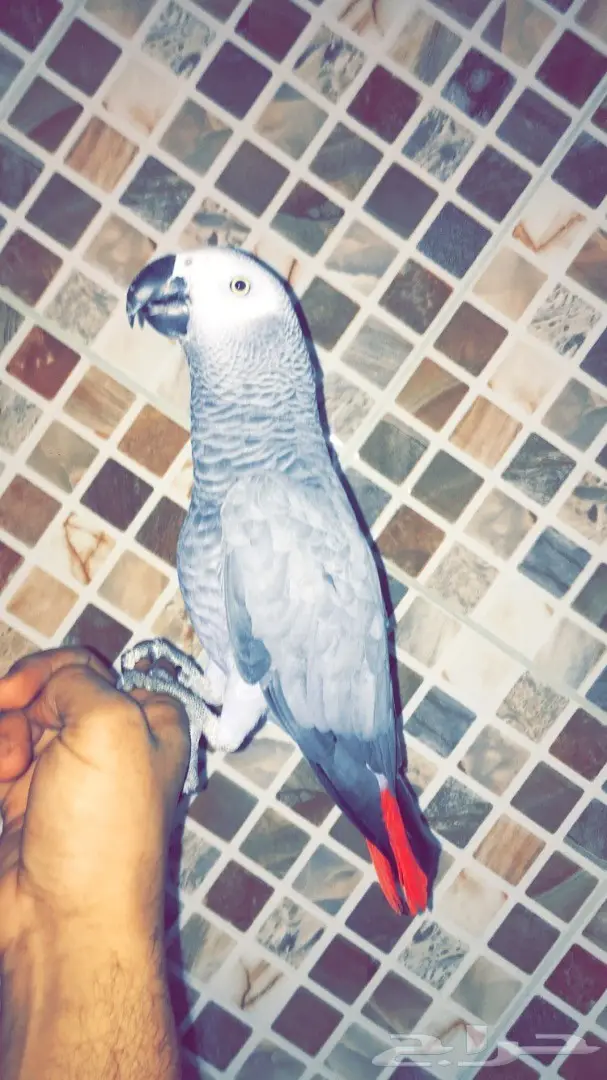 طير كاسكو نيجيري صيد - فرصة لا تُفوّت! (image 3)