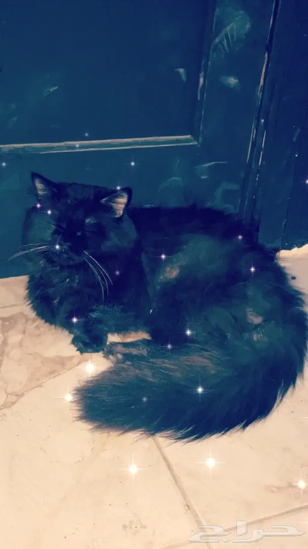 قط للتزاوج شيرازي اسود. (image 1)