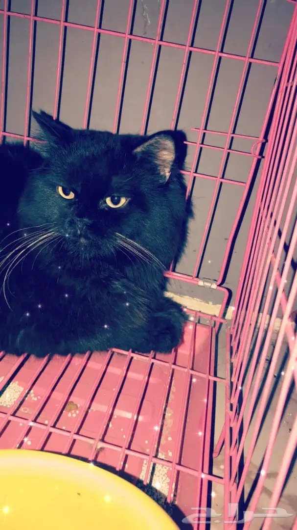 قط للتزاوج شيرازي اسود. (image 3)