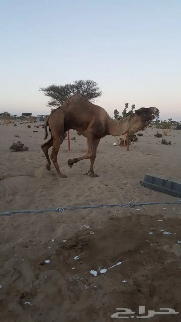 فحل للبيع (image 1)