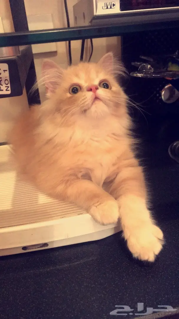 قط بيكي فيس 4 شهور للبيع  (image 1)