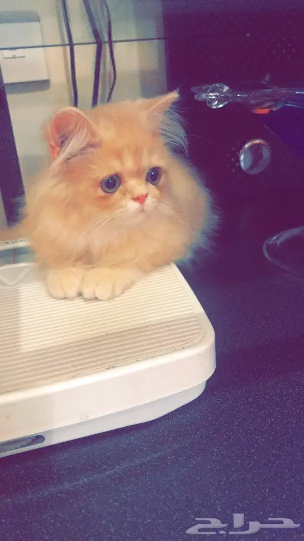 قط بيكي فيس 4 شهور للبيع  (image 3)