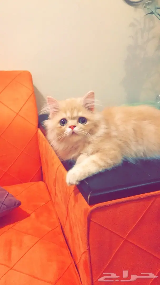 قط بيكي فيس 4 شهور للبيع  (image 4)