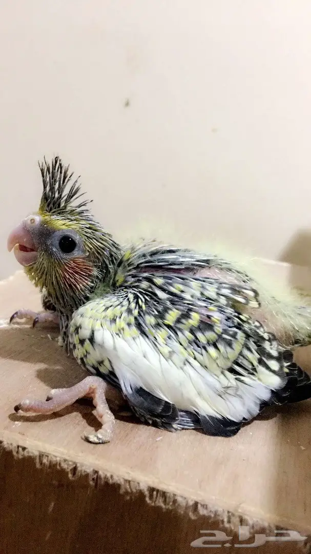 فروخ كروان  غر 