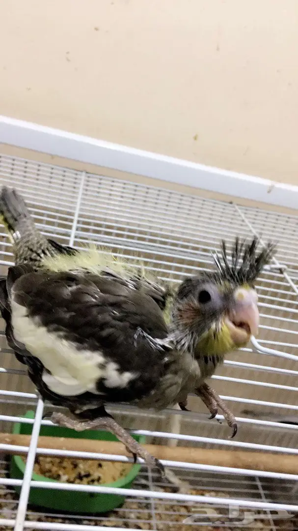 فروخ كروان  غر  (image 1)