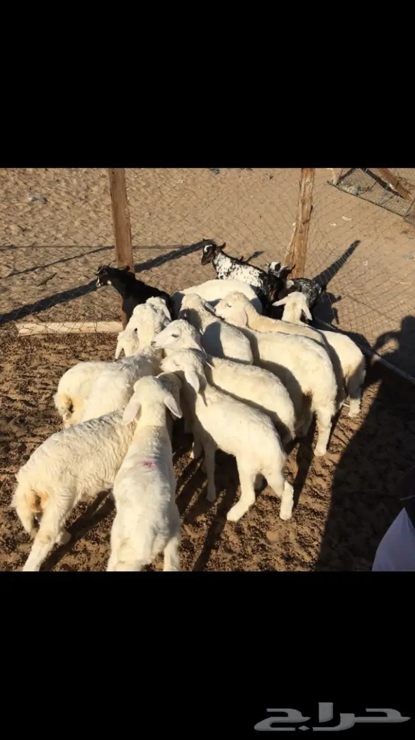 بهم حري من 260 (image 2)