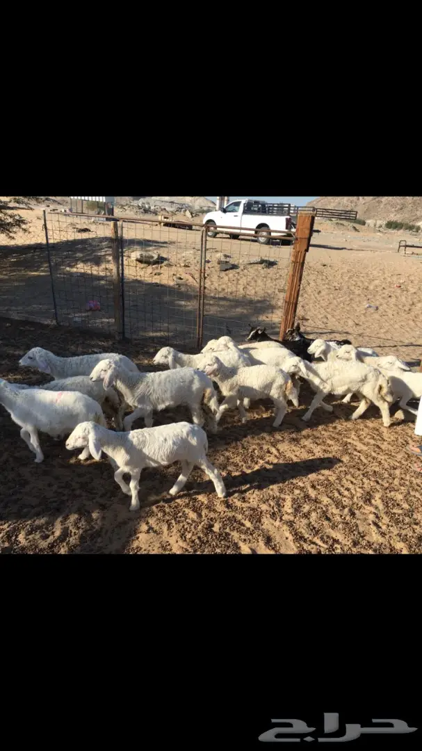 بهم حري من 260 (image 3)