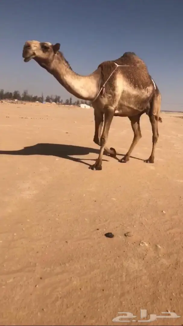 خلفه صفراء كفو الكفو منوه القناي