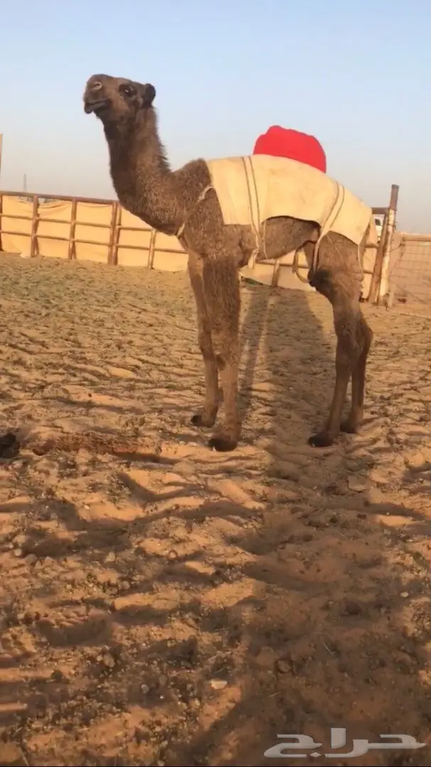 خلفه صفراء كفو الكفو منوه القناي (image 1)