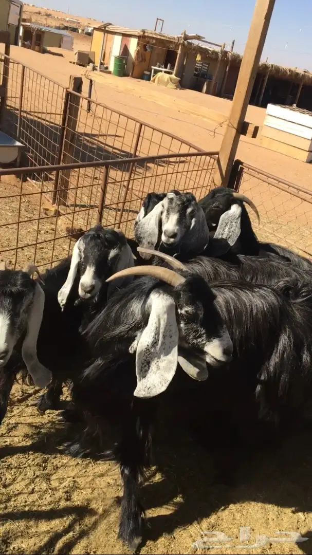 معزا حليب (image 1)