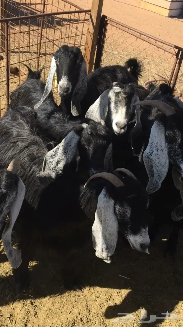 معزا حليب (image 2)