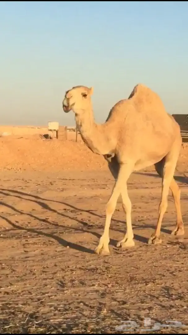 ناقه عشراء ضروبه  