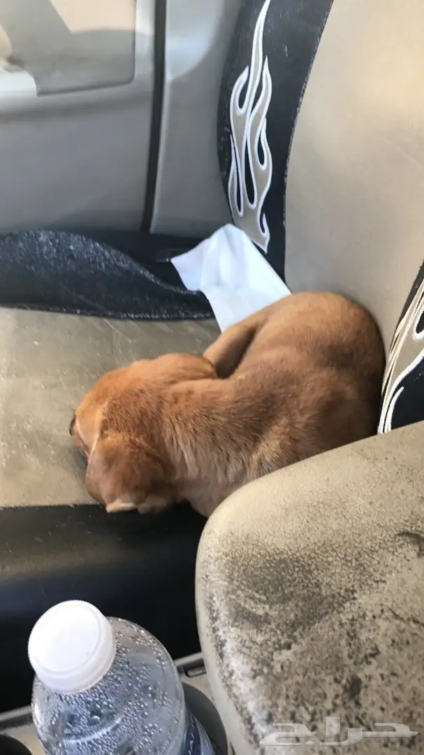 جرو مهجن رائع للبيع - فرصة لا تُفوّت! (image 2)