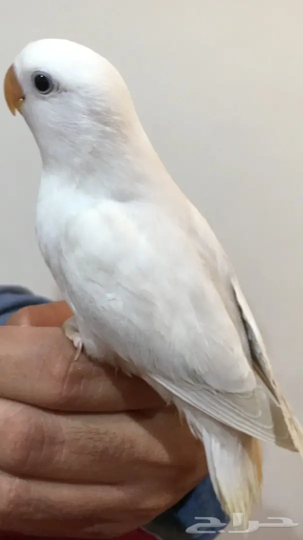 فرخ روز اليف وبداية هدد