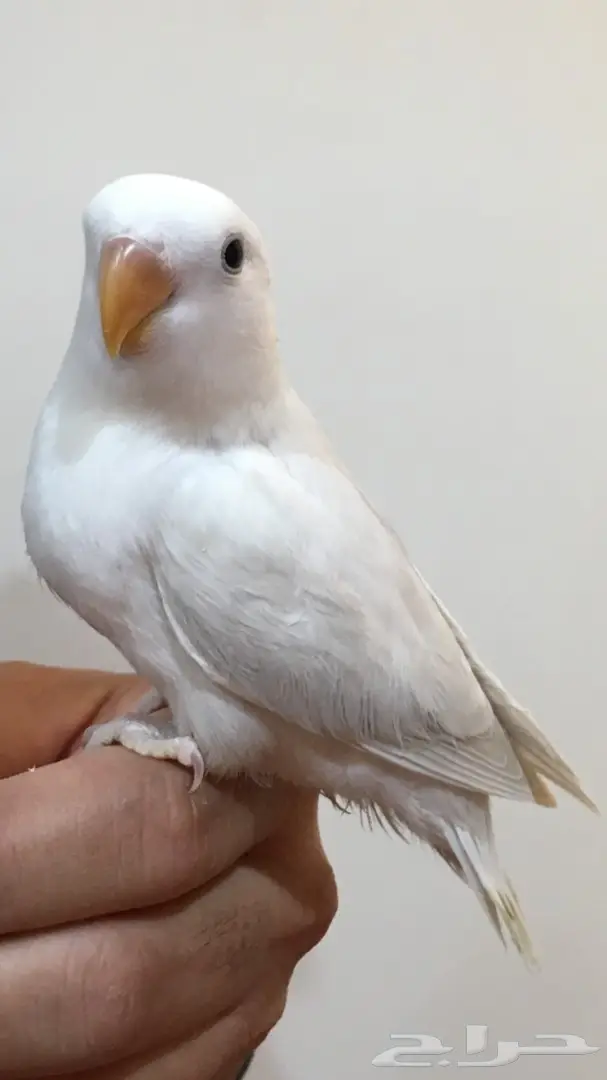 فرخ روز اليف وبداية هدد (image 1)