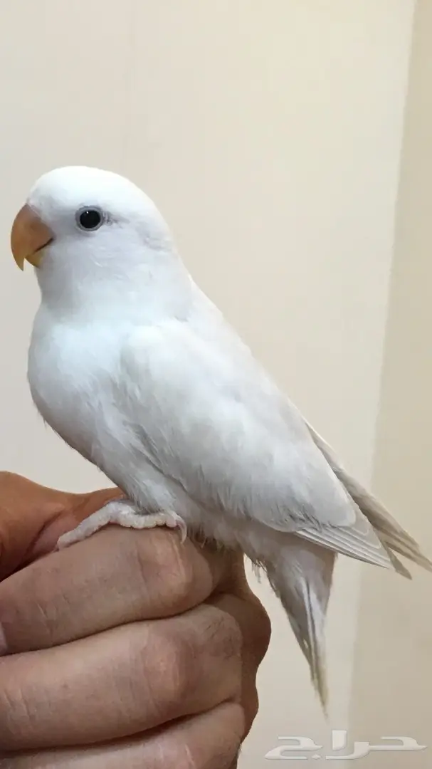 فرخ روز اليف وبداية هدد (image 2)