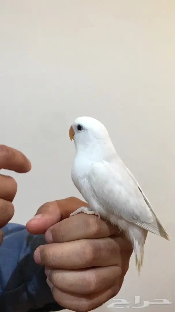 فرخ روز اليف وبداية هدد (image 3)