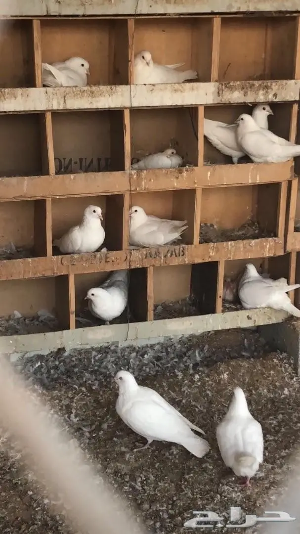 للبيع حمام لاحم فرنسي ابيض (image 1)