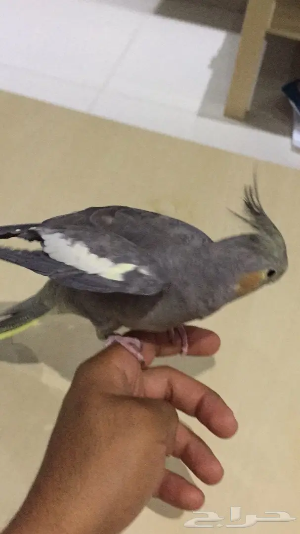 انثى كروان (image 1)