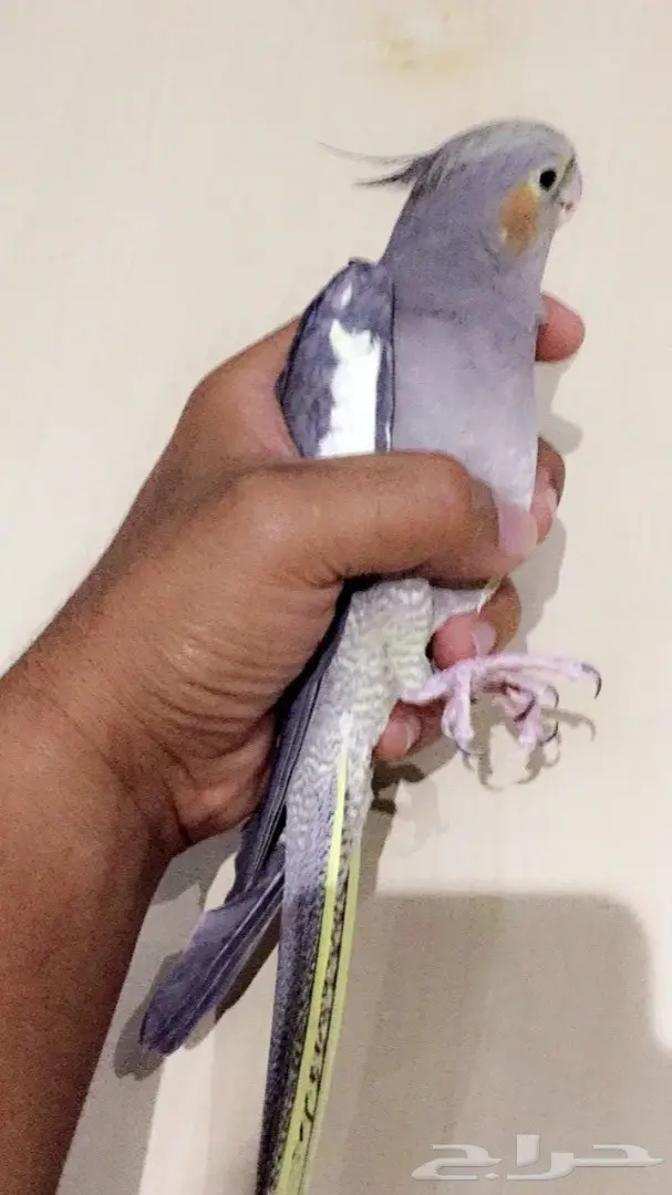 انثى كروان (image 2)