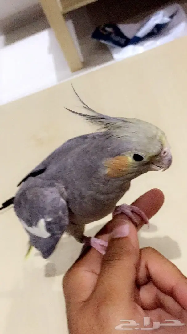 انثى كروان (image 3)