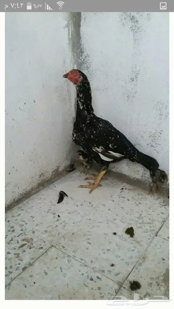 بيض باكستاني مخصب - جودة استثنائية! (image 4)