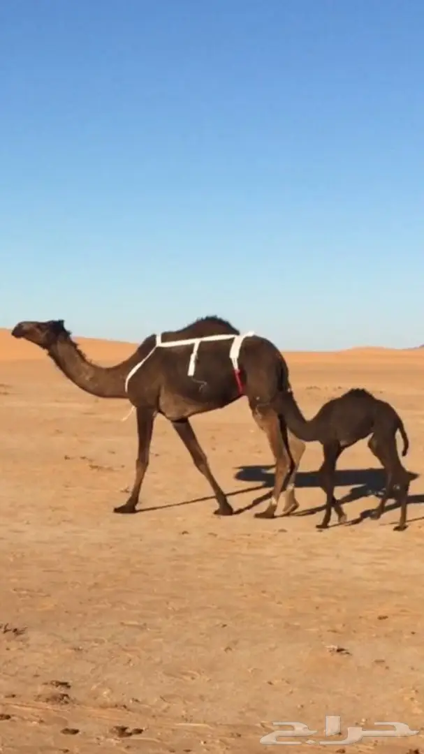 للبيع خلفه مجهم بكر