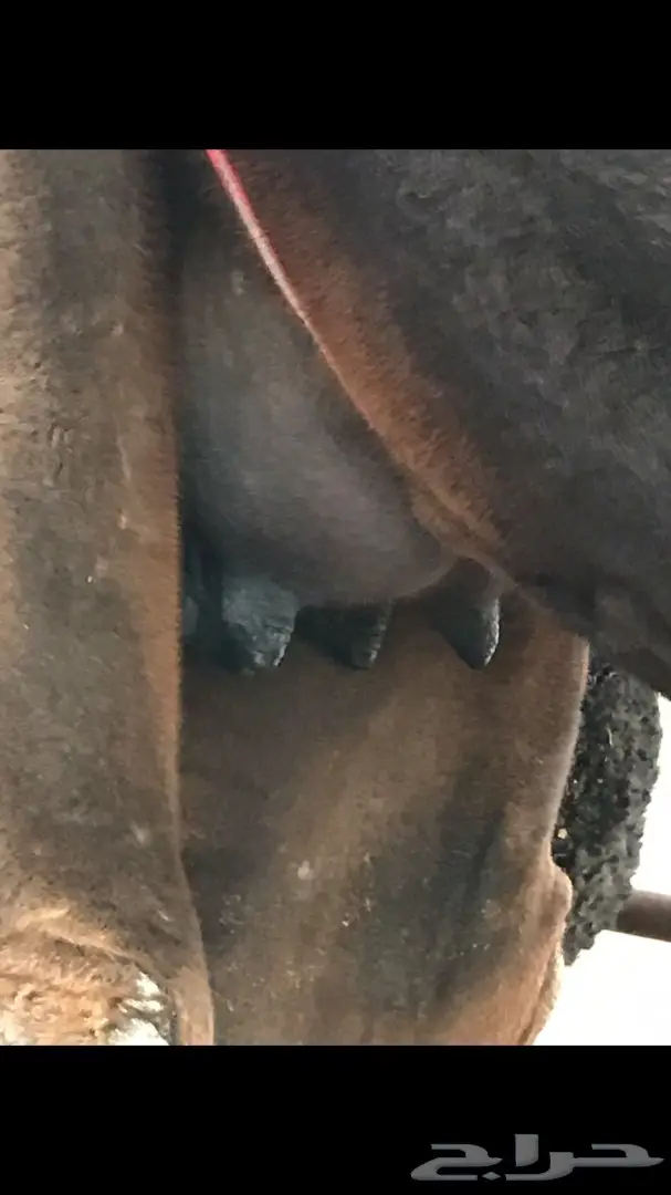 للبيع خلفه مجهم بكر (image 1)