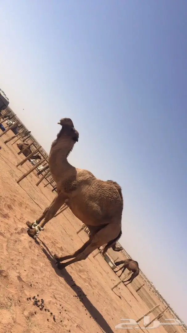 بعير للبيع 