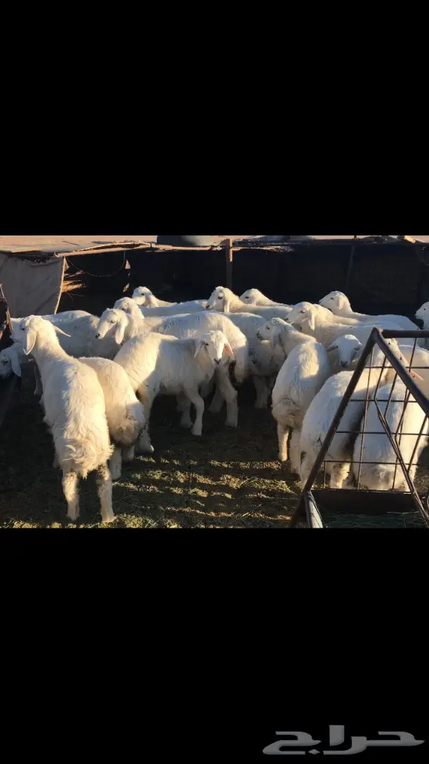 قطة صغيرة لطيفة في الحيسونيه للبيع