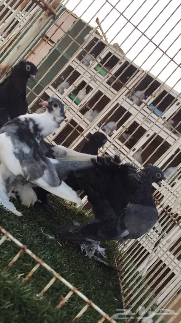 ((جوزين جاوا(كرنقوو))