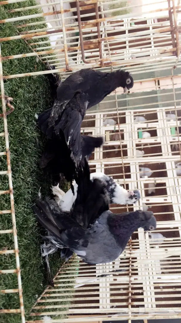 ((جوزين جاوا(كرنقوو)) (image 1)