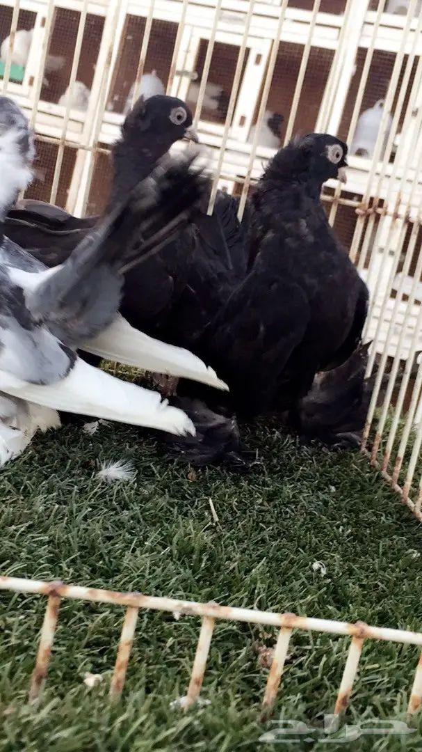 ((جوزين جاوا(كرنقوو)) (image 2)