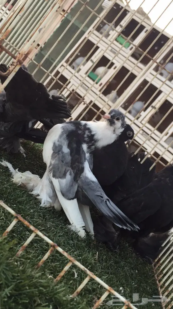 ((جوزين جاوا(كرنقوو)) (image 3)