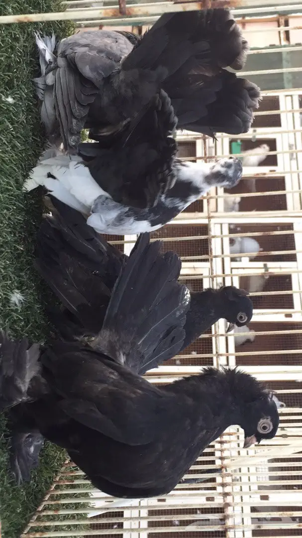 ((جوزين جاوا(كرنقوو)) (image 4)