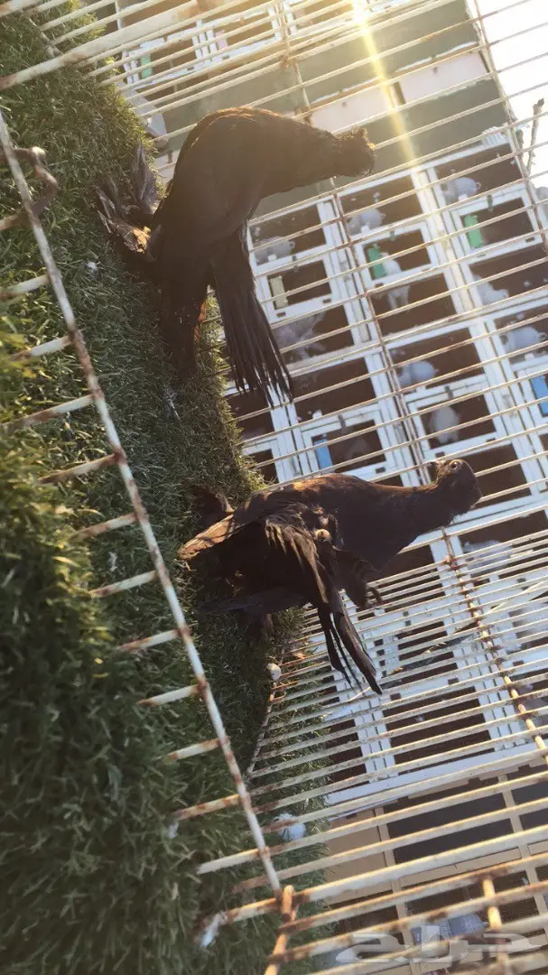 ((جوزين جاوا(كرنقوو)) (image 5)