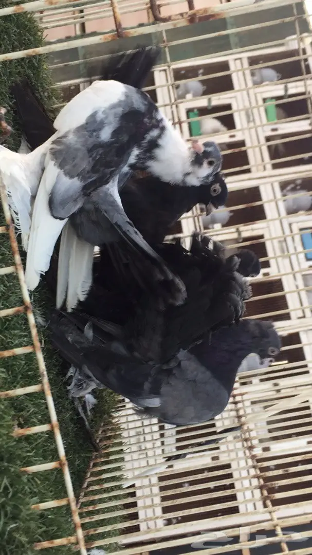 ((جوزين جاوا(كرنقوو)) (image 6)